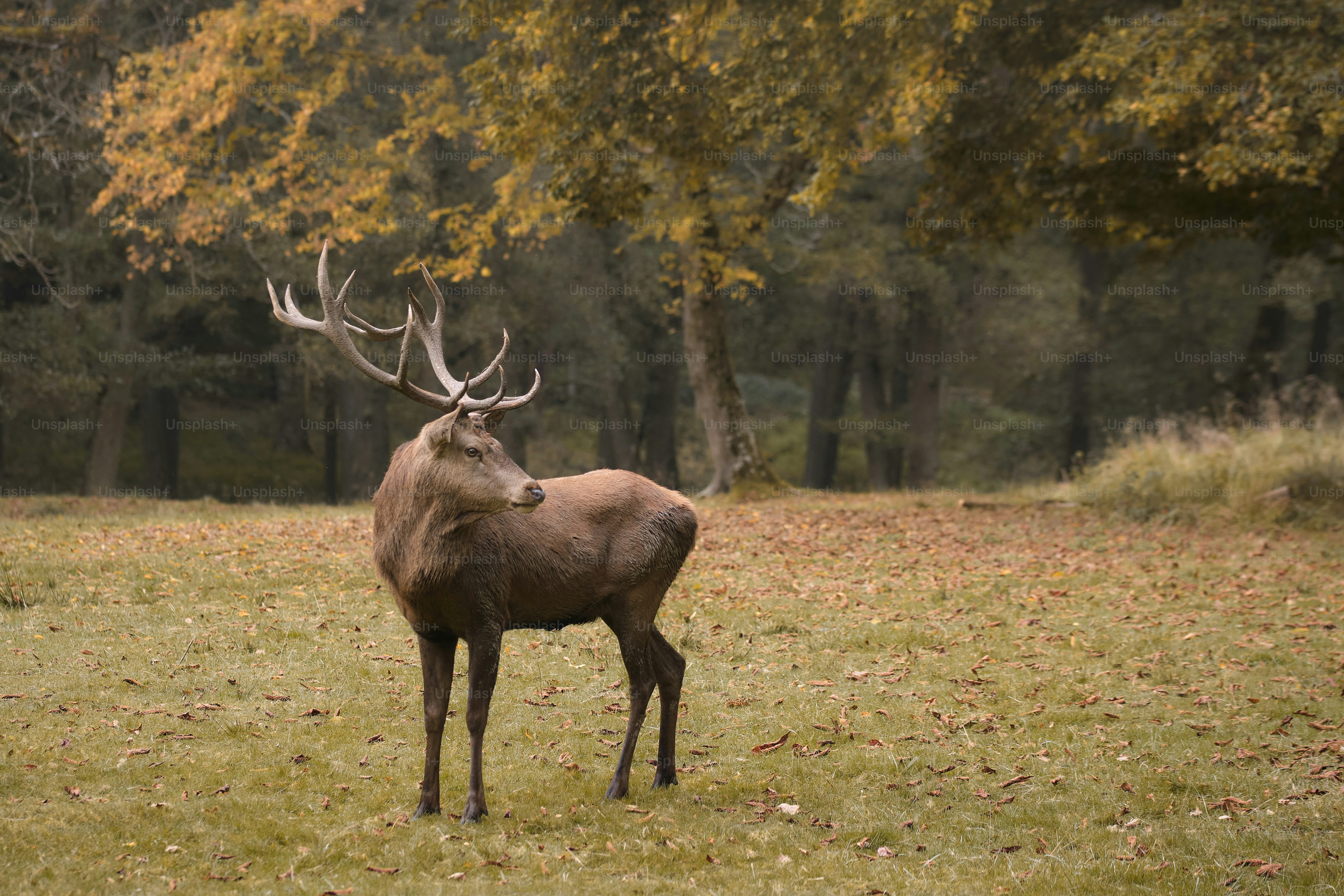 a deer standing in a field with trees in the background