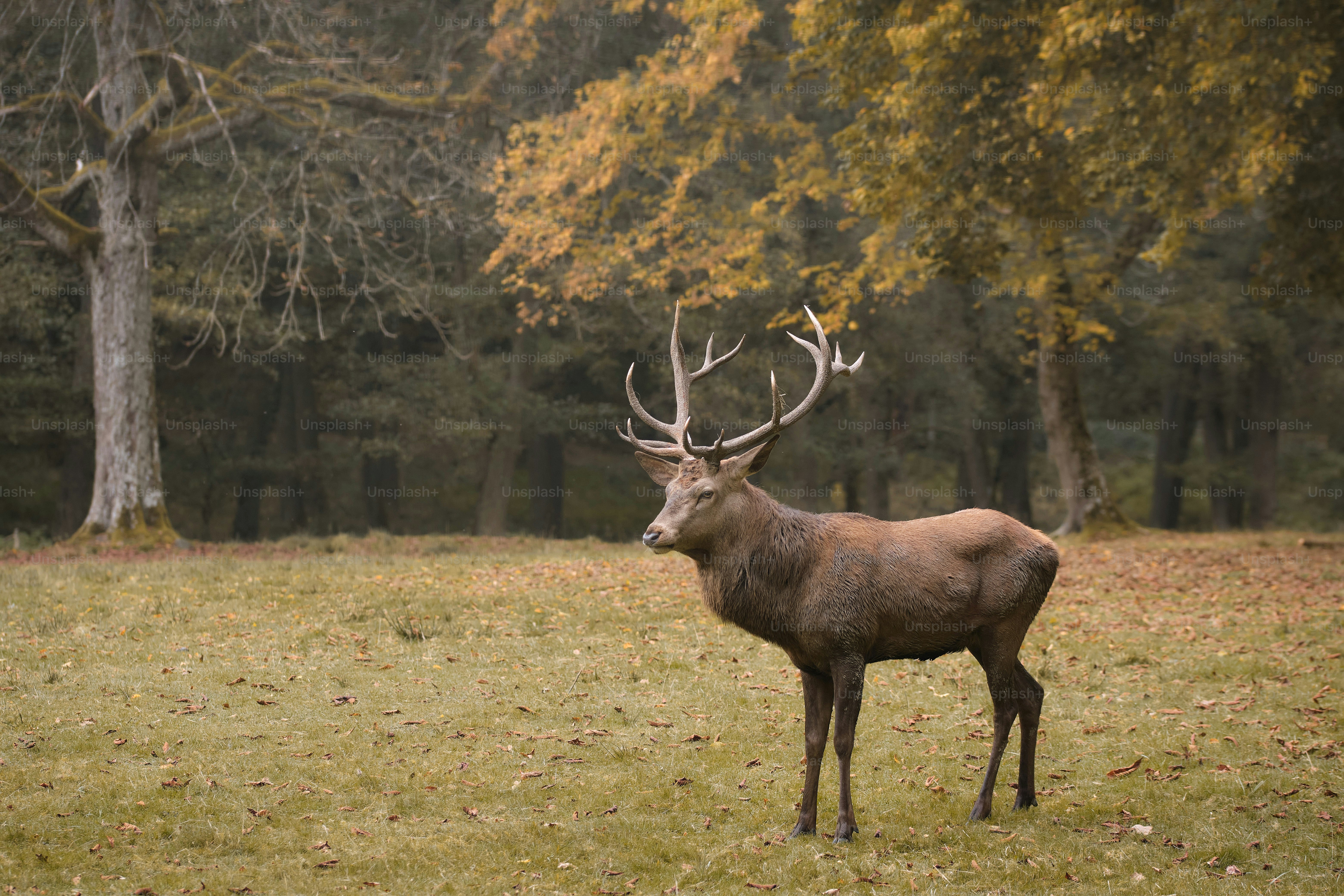 Un ciervo parado en un campo con árboles en el fondo