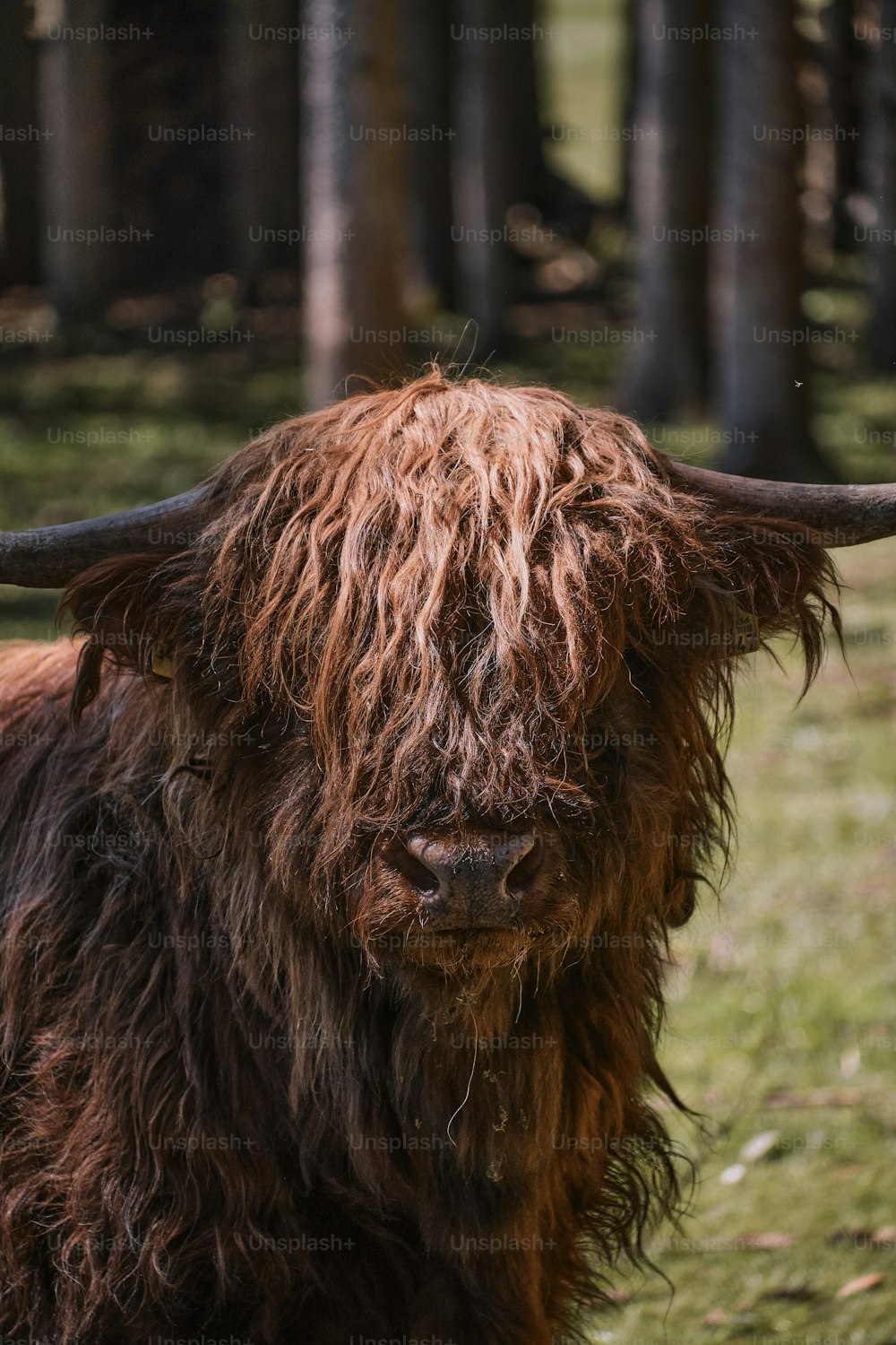 Una vaca marrón con cuernos largos de pie en un campo