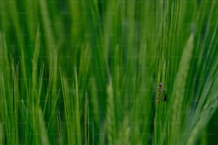 um inseto está sentado em um talo de grama