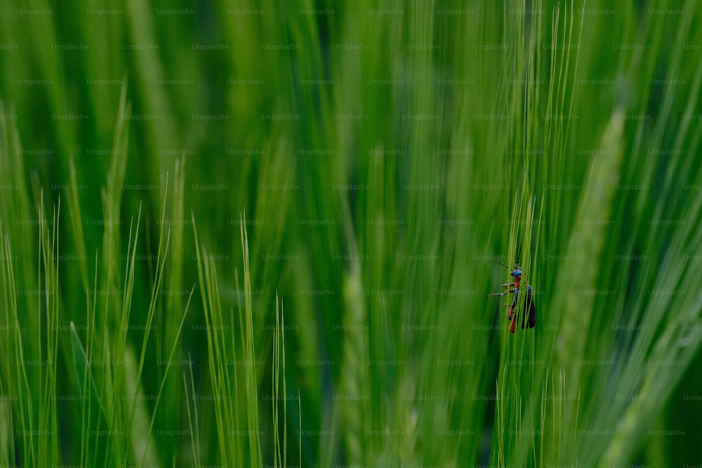 a bug is sitting on a stalk of grass