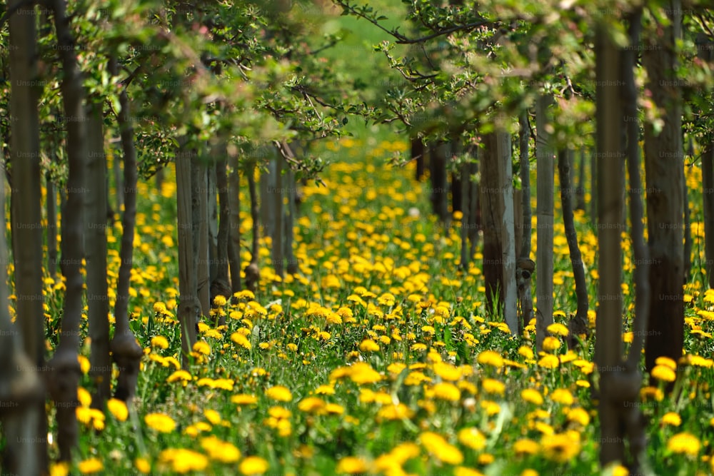 a field full of yellow flowers and trees