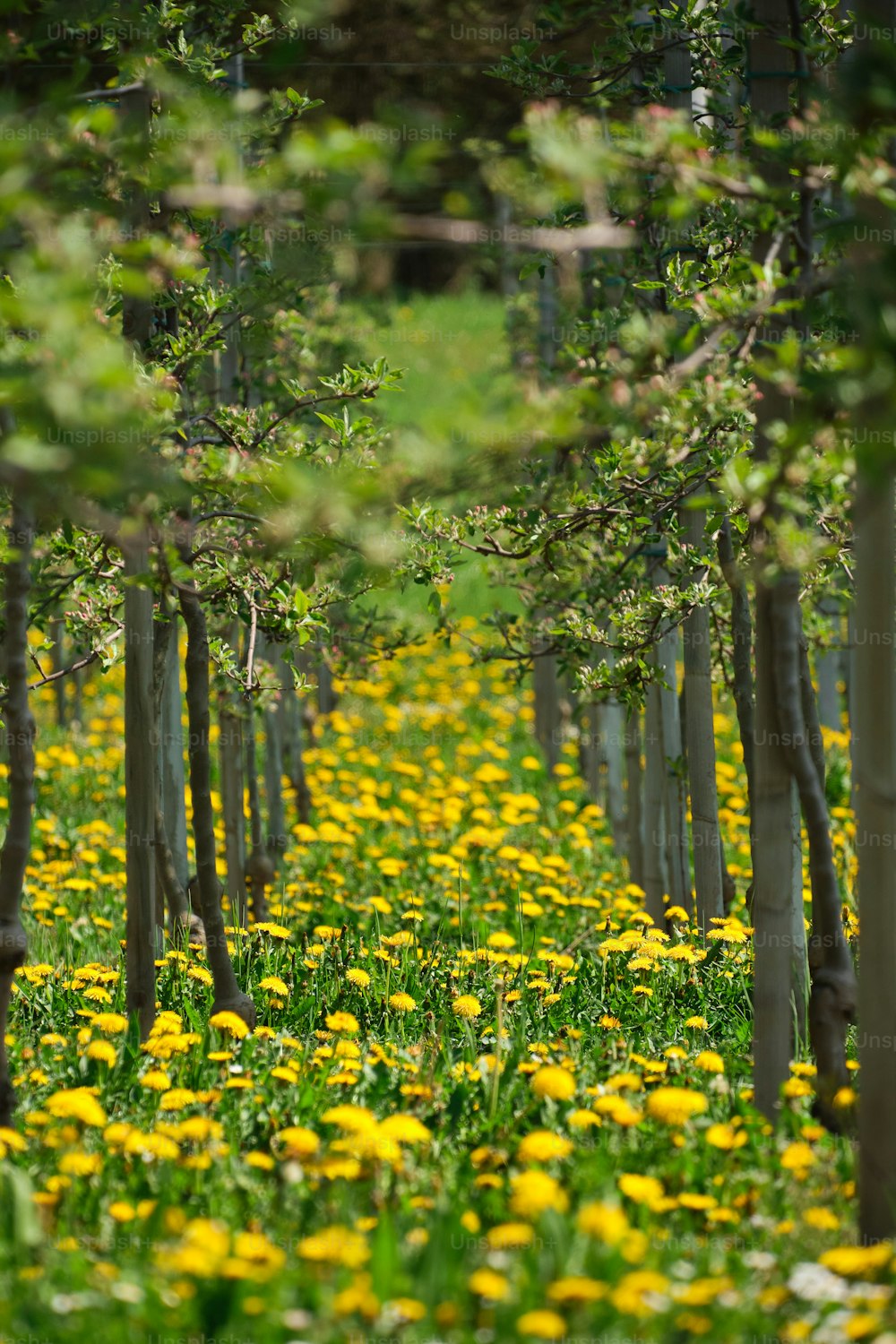 a field full of yellow flowers and trees