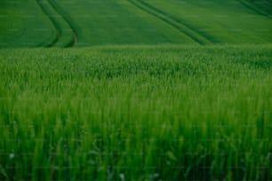 ein Feld aus grünem Gras mit einem Pfad in der Mitte