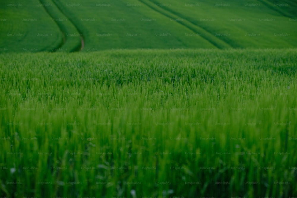 ein Feld aus grünem Gras mit einem Pfad in der Mitte