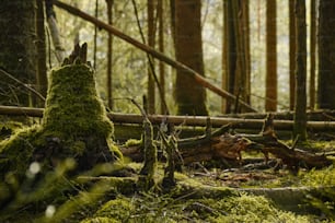 숲 한가운데에 이끼로 덮인 나무 그루터기