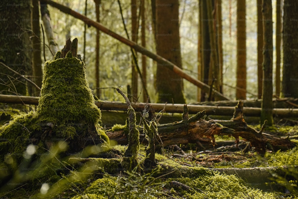 Un tocón de árbol cubierto de musgo en medio de un bosque