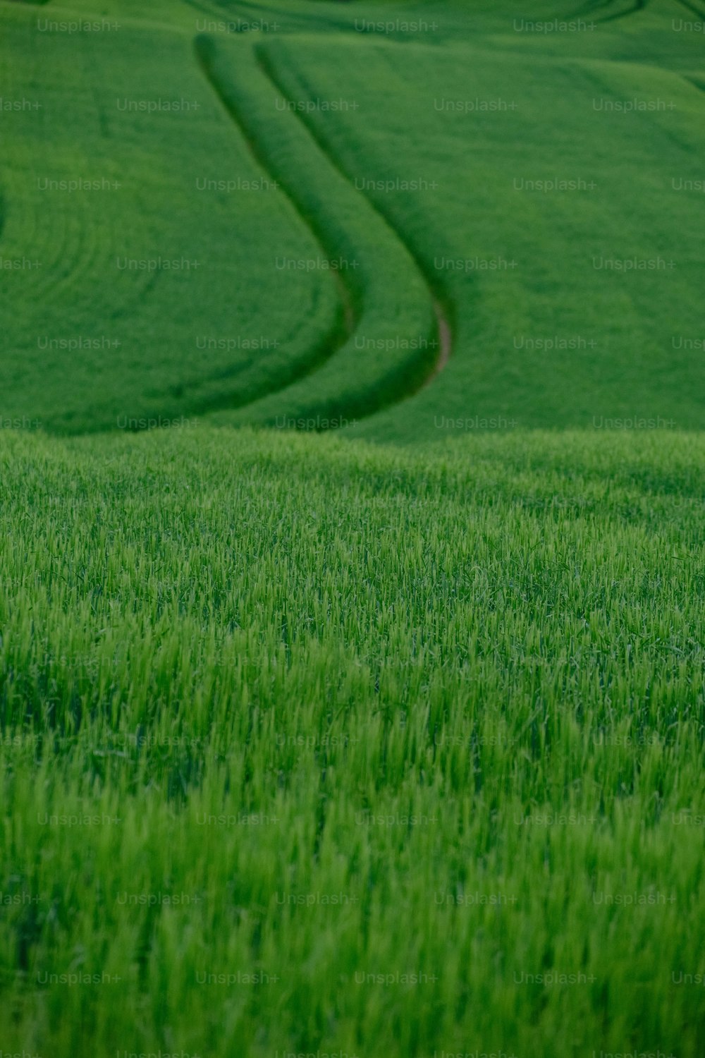 a field of green grass with a red stop sign in the middle