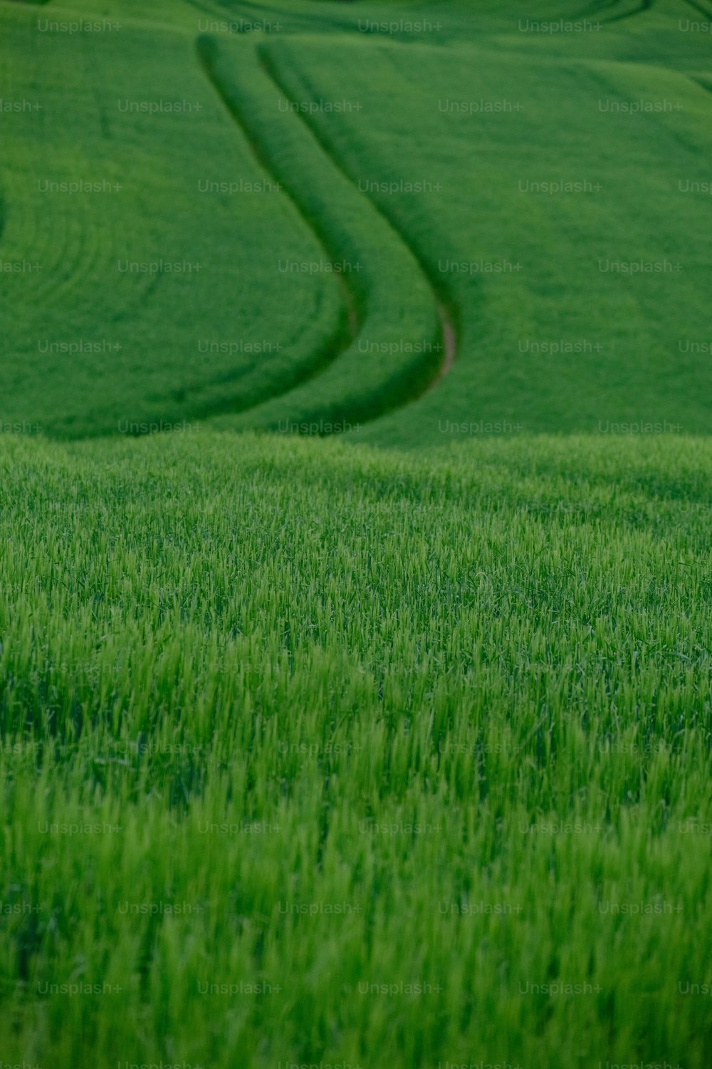 un campo di erba verde con un segnale di stop rosso nel mezzo