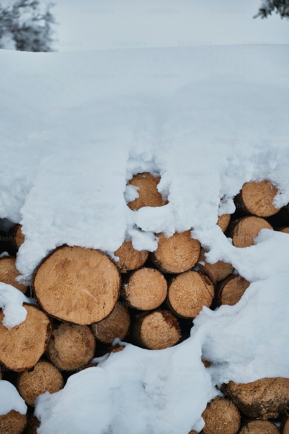 ein Haufen Baumstämme, die im Schnee sitzen