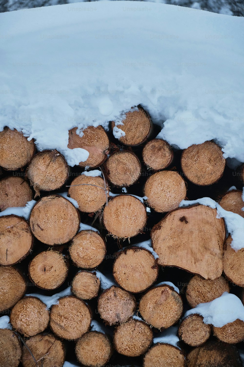 a pile of cut logs in the snow