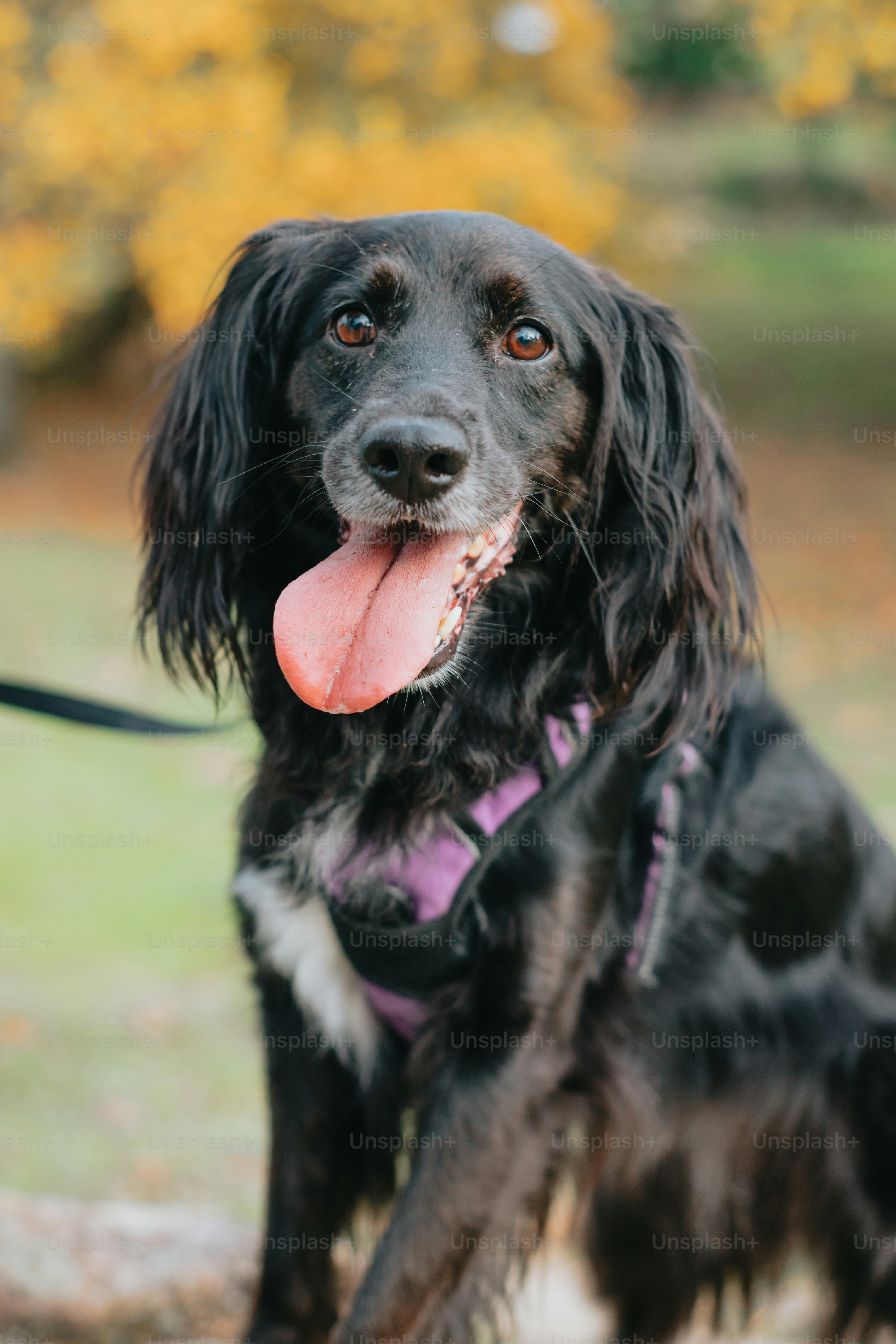a close up of a dog with its tongue out