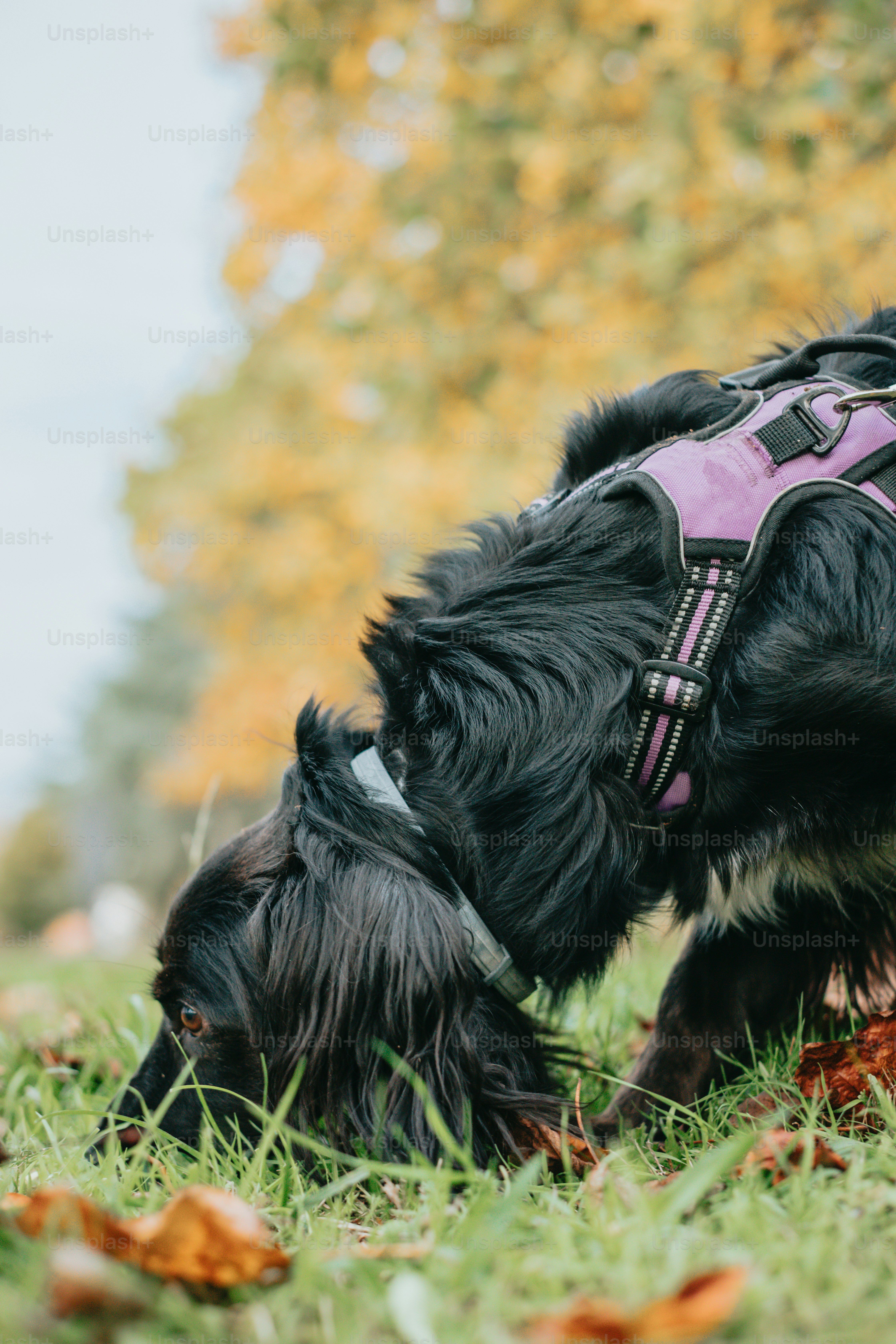a black dog with a pink harness is sniffing the ground