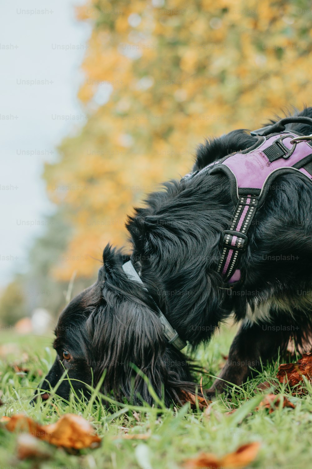 a black dog with a pink harness is sniffing the ground
