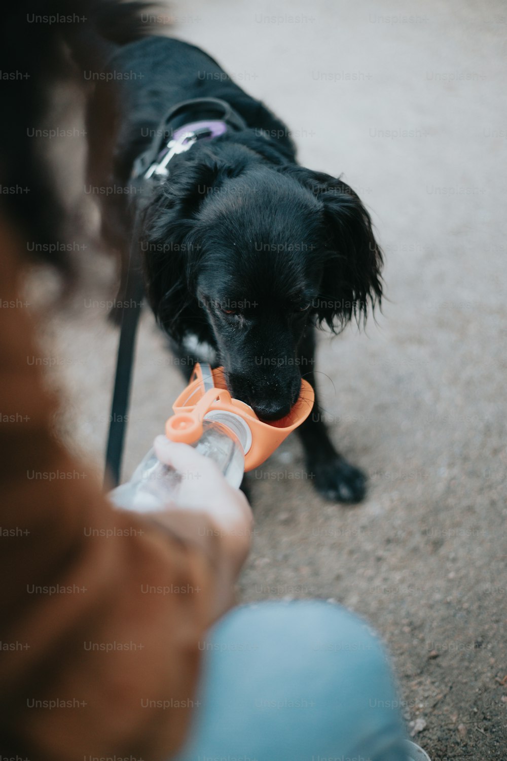 a black dog chewing on a bottle of water