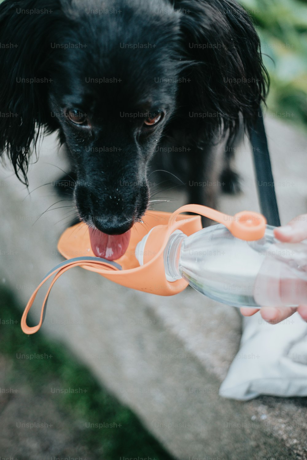 a close up of a dog chewing on a bottle
