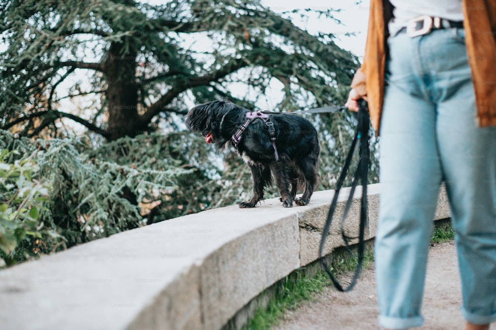 a person walking a dog on a leash