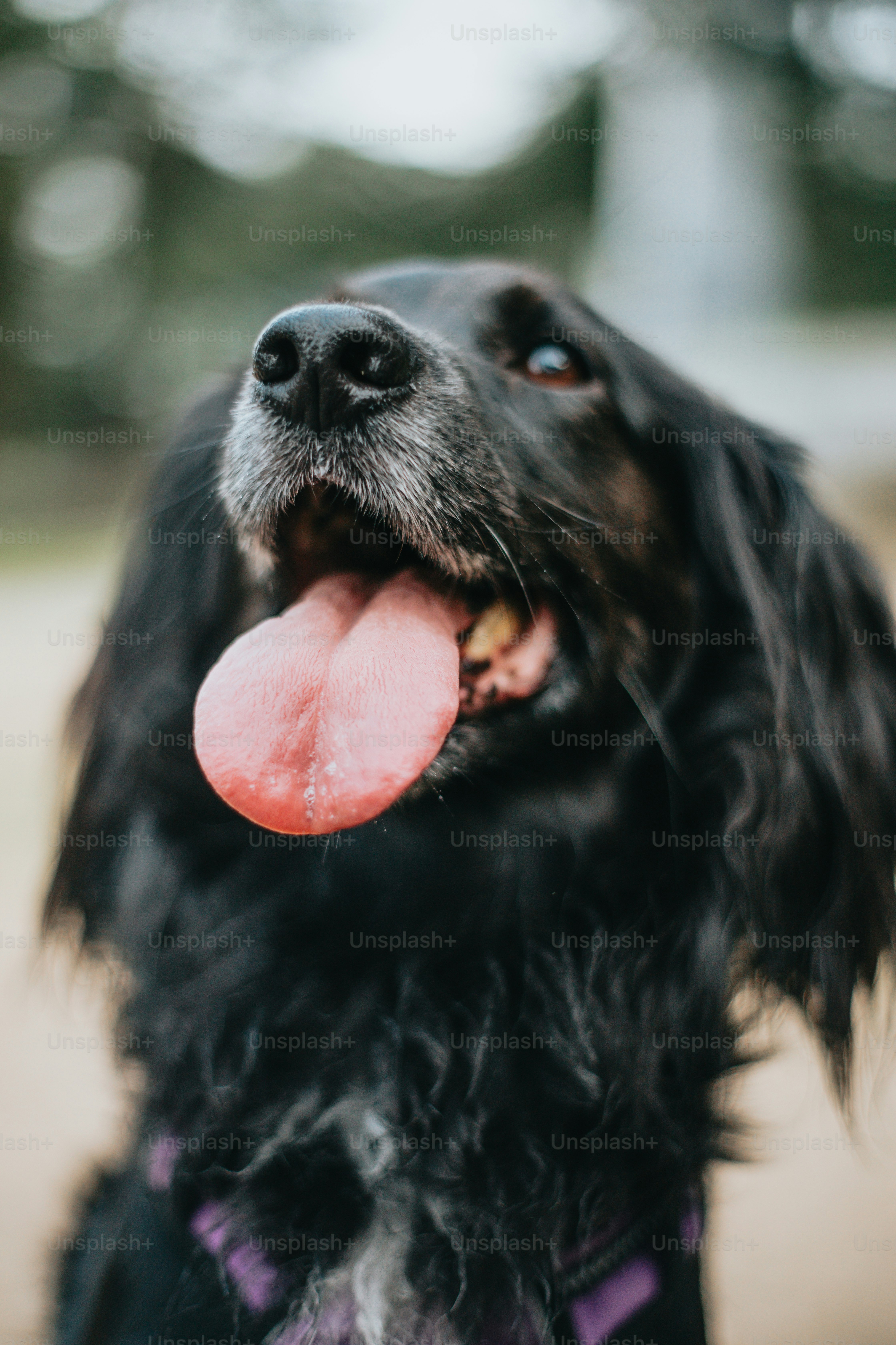 a close up of a dog with its tongue out