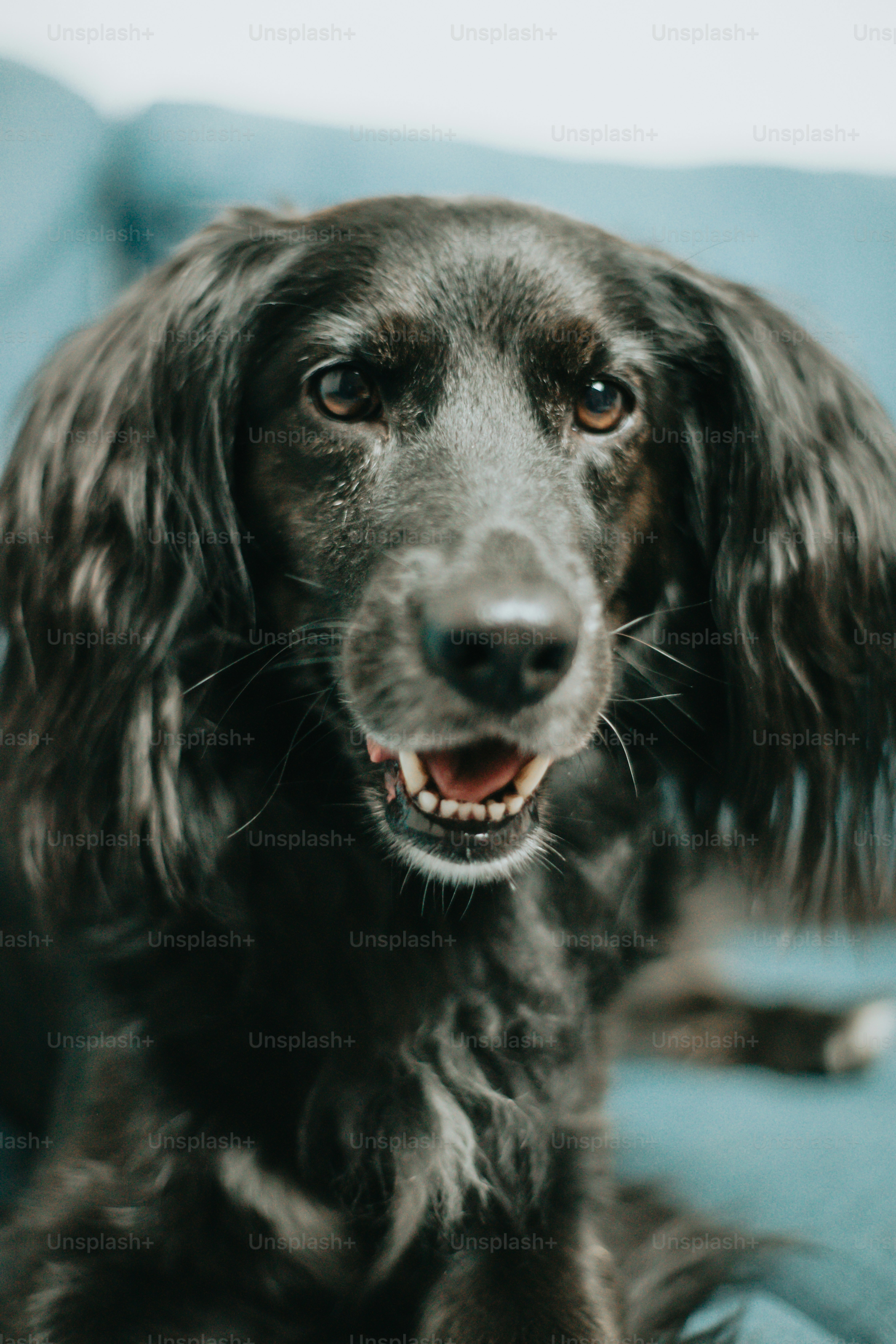 青いソファの上に座っている黒い犬