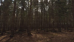 a forest filled with lots of tall trees