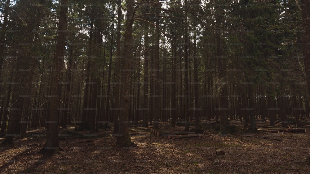 500+ Dark Forest Pictures [HD]  Download Free Images on Unsplash