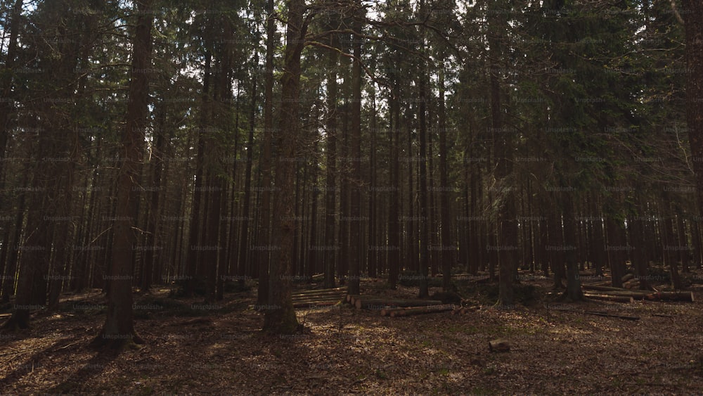 uma floresta cheia de muitas árvores altas