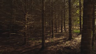 a forest filled with lots of tall trees