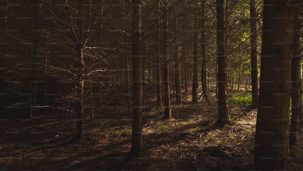 a forest filled with lots of tall trees