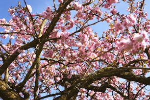 Ein Baum mit vielen rosa Blüten darauf