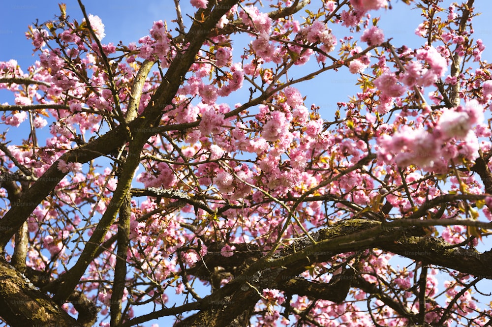 uma árvore com muitas flores cor-de-rosa sobre ela