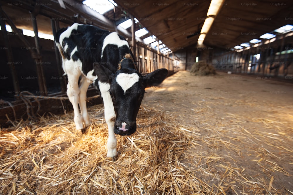 Une vache noire et blanche debout dans le foin dans une grange
