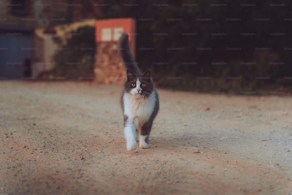 a black and white cat walking across a dirt road