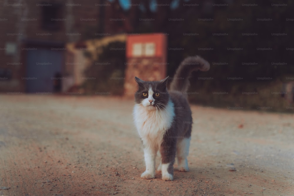a black and white cat standing on a dirt road