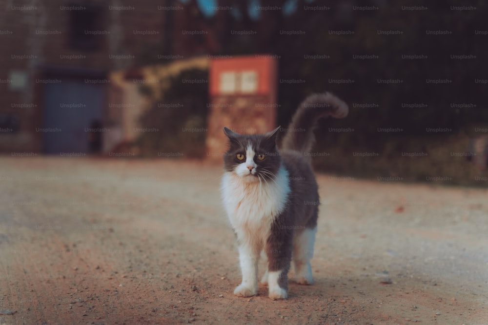 Un gato blanco y negro parado en un camino de tierra