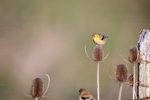식물 위에 자리 잡은 작은 새