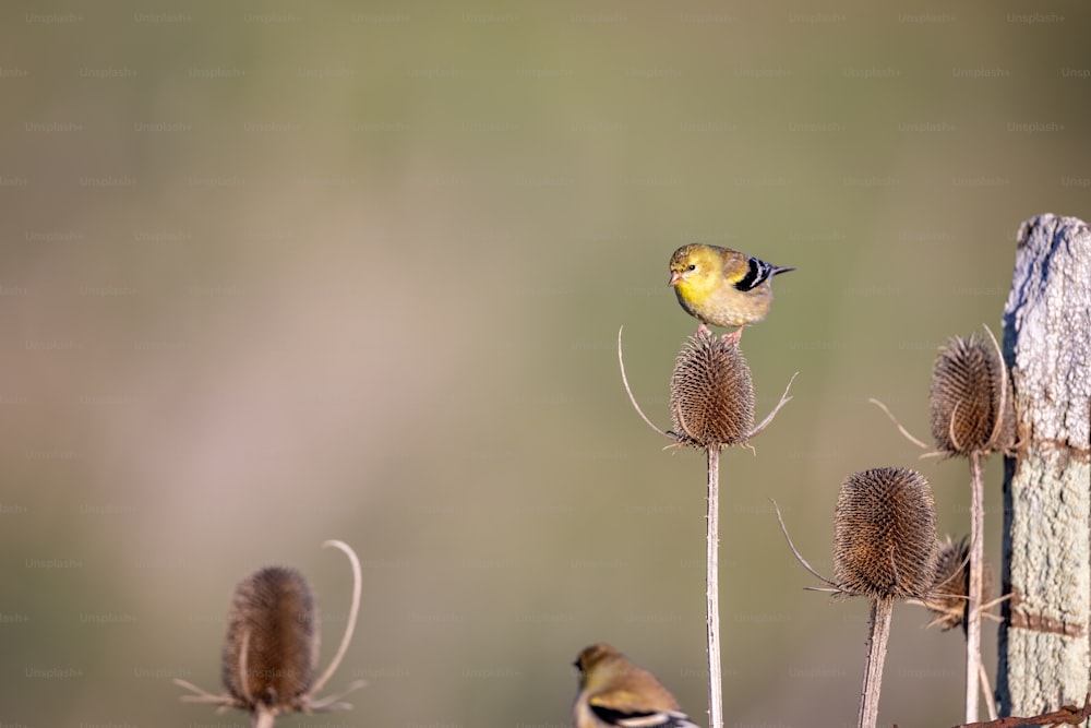 a small bird perched on top of a plant