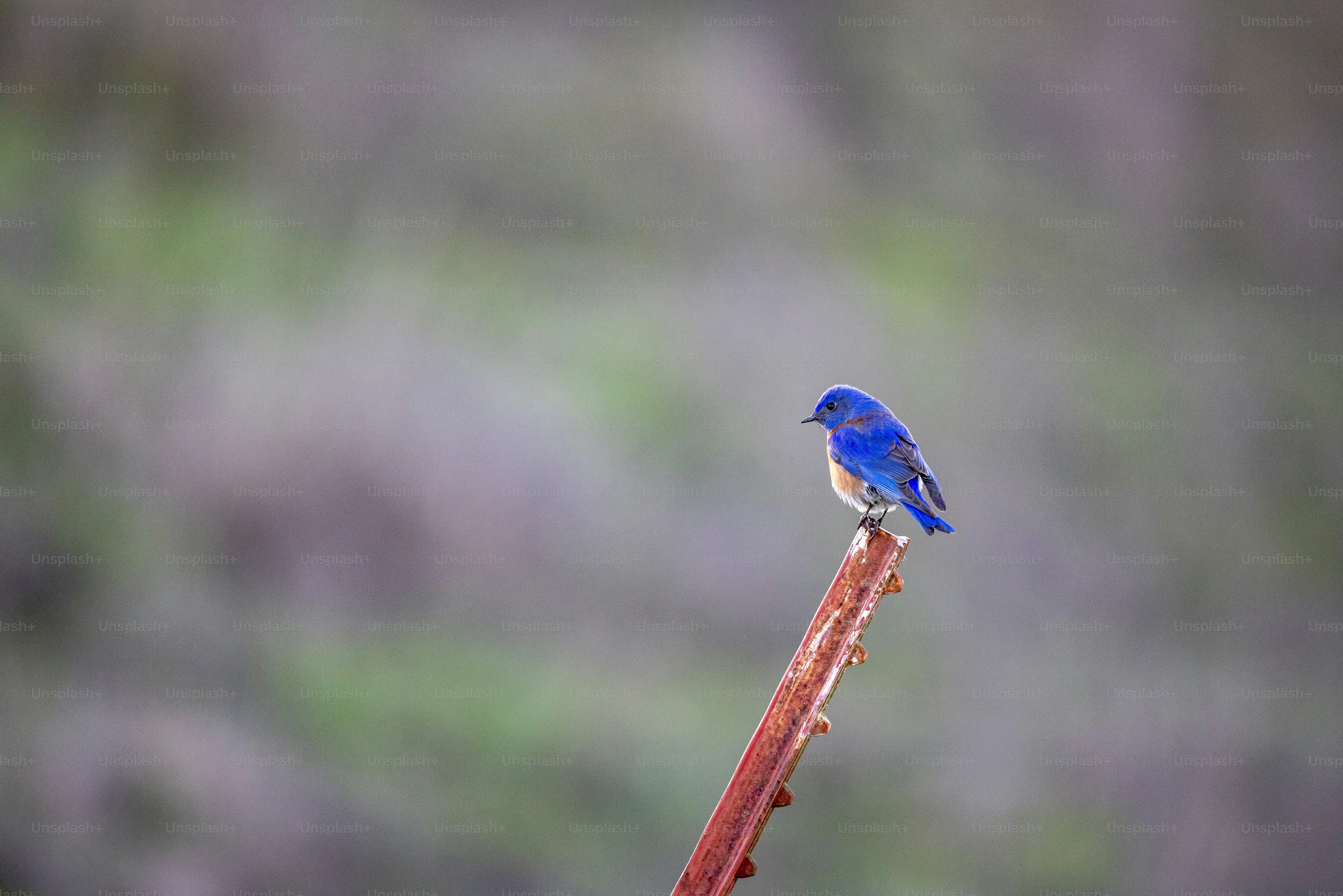 Un petit oiseau bleu assis au sommet d’une plante
