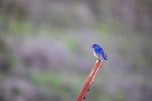 a small blue bird sitting on top of a plant