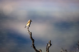 Ein kleiner Vogel sitzt auf einem Ast