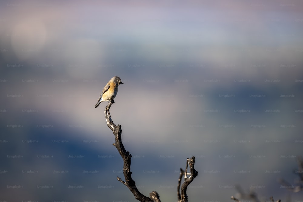 a small bird perched on top of a tree branch