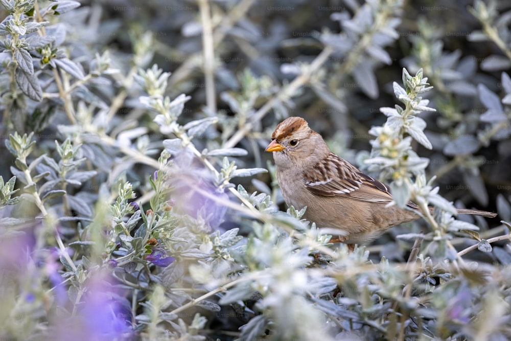 Un pequeño pájaro sentado en la cima de la rama de un árbol