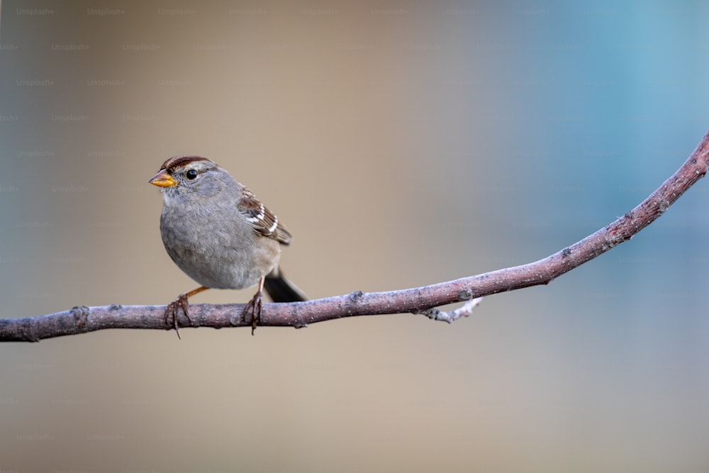 un piccolo uccello seduto su un ramo di un albero