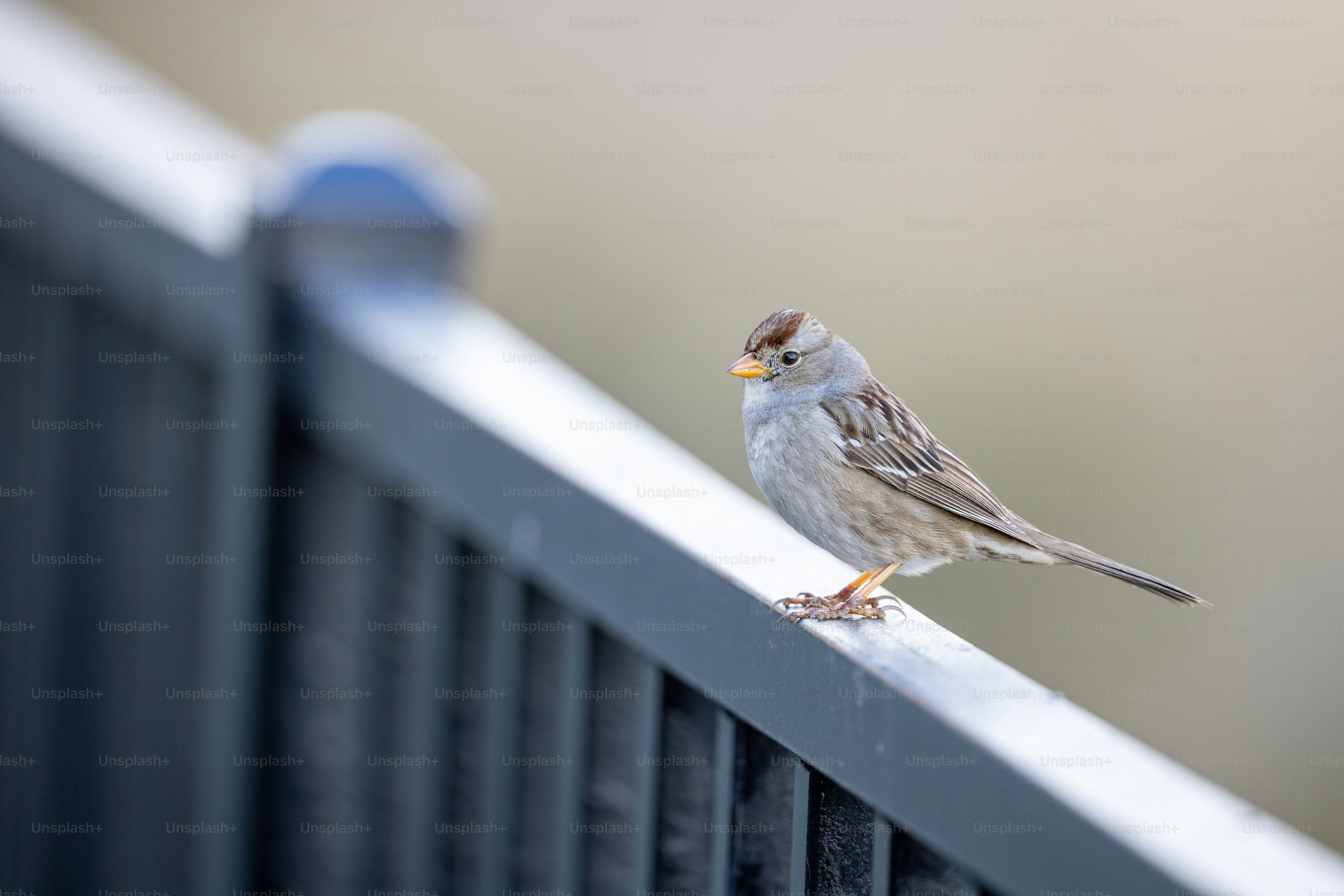 金属柵の上にとまった小鳥