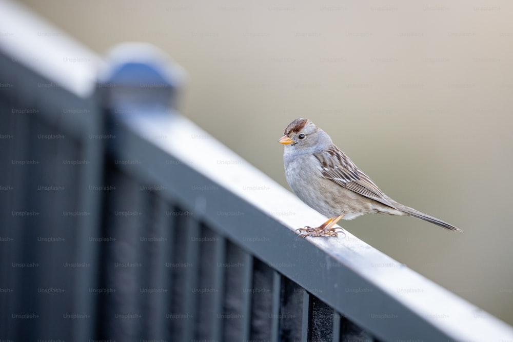Un pequeño pájaro encaramado en la parte superior de una valla de metal