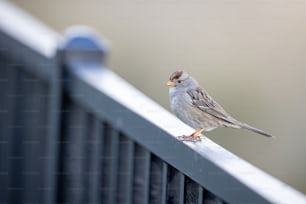 Un piccolo uccello appollaiato in cima a una recinzione metallica