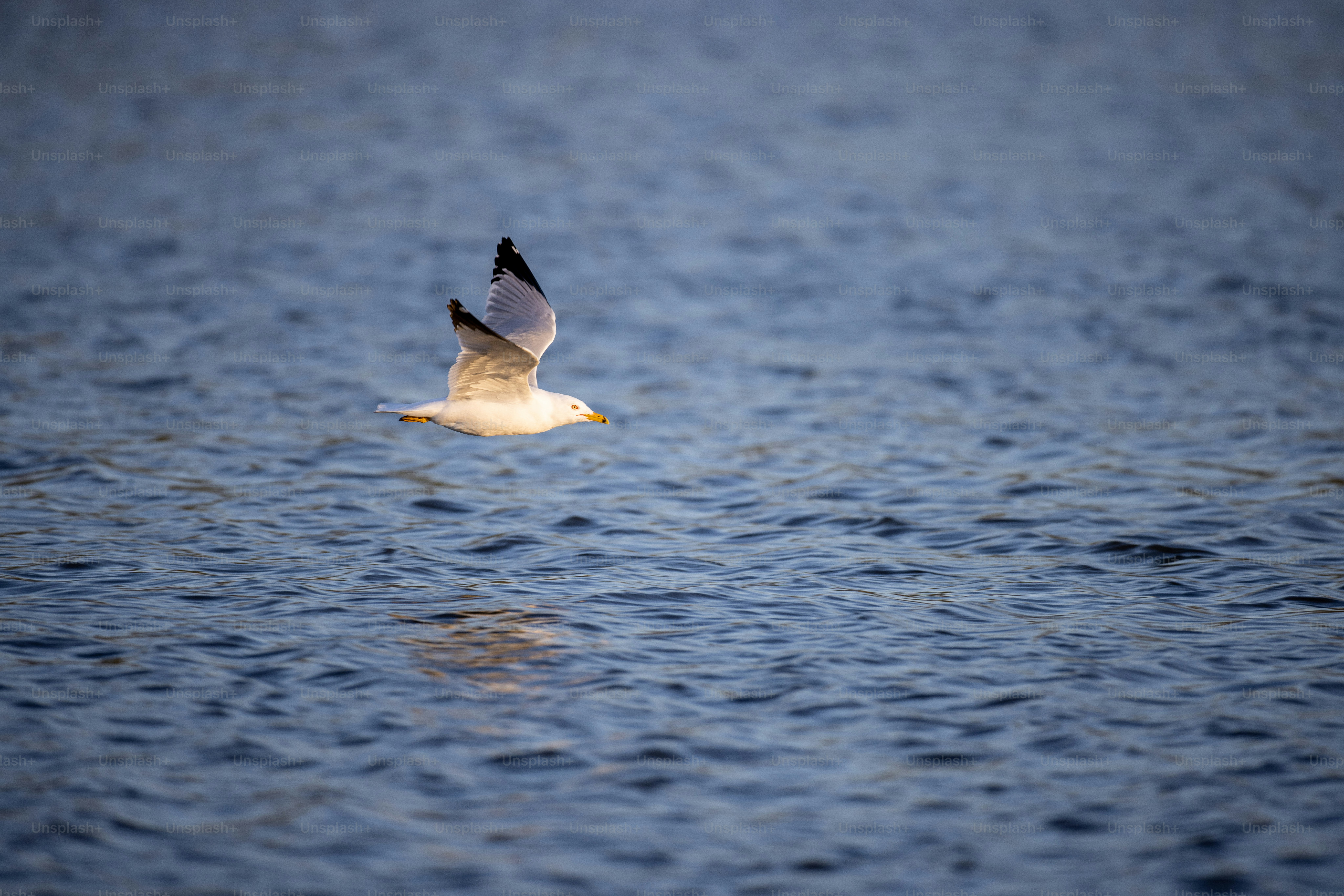 eine Möwe, die über ein Gewässer fliegt