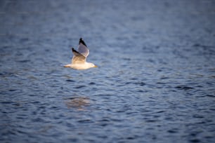 a seagull flying over a body of water