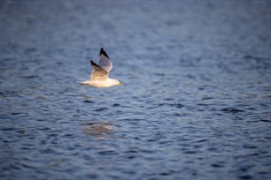 Una gaviota volando sobre un cuerpo de agua