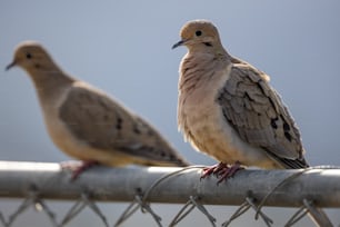 two birds sitting on top of a metal fence