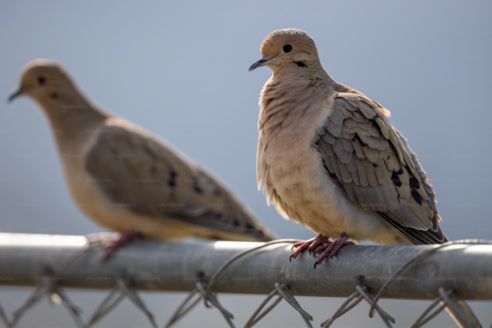 two birds sitting on top of a metal fence